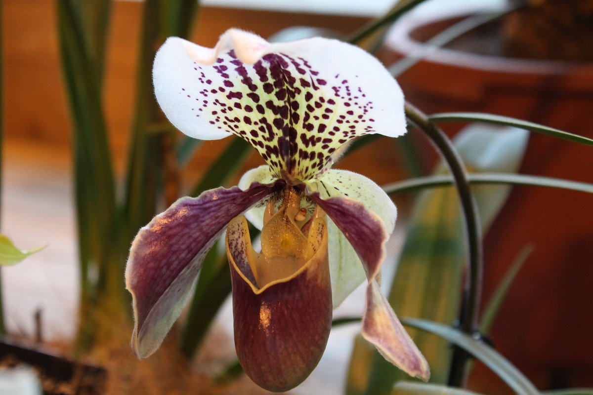 орхидея - нина полянская