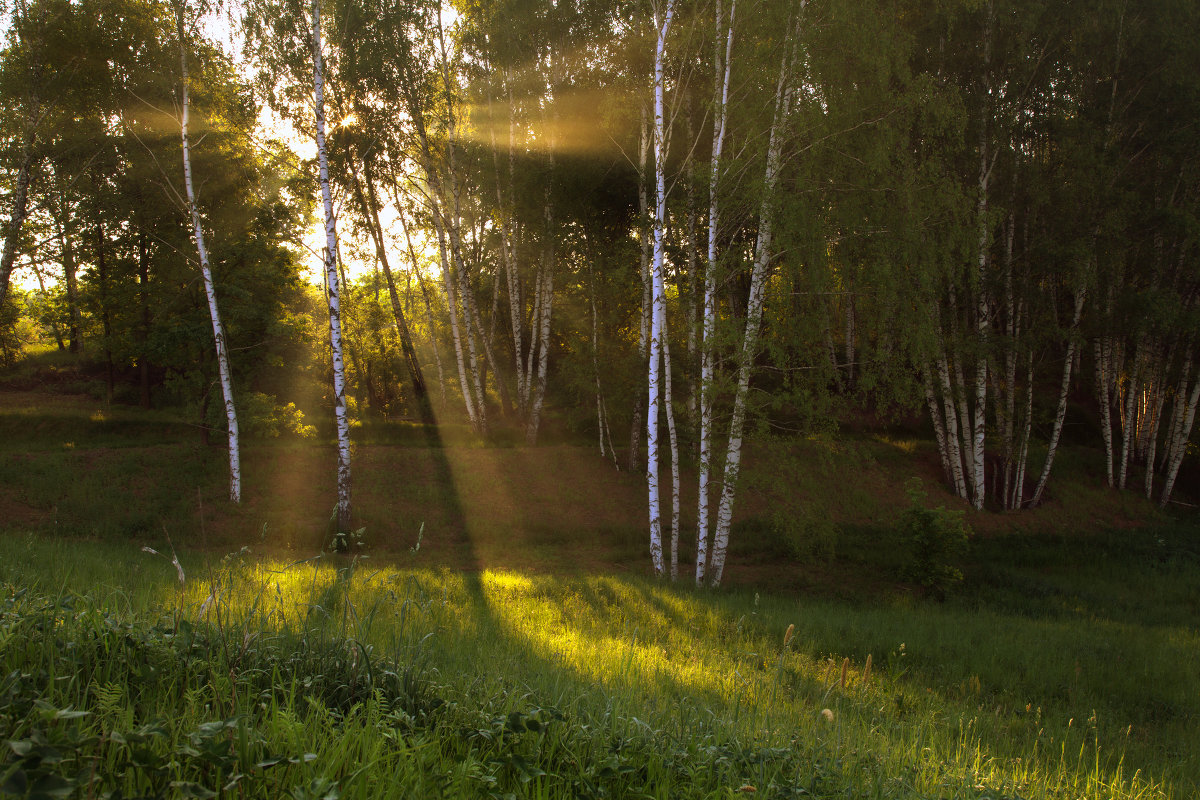 Утро в лесу - Алексей Окунеев