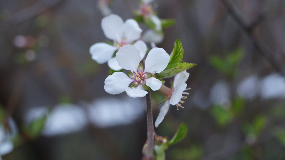 Цветочек сибирской вишни - Александра Сангстер