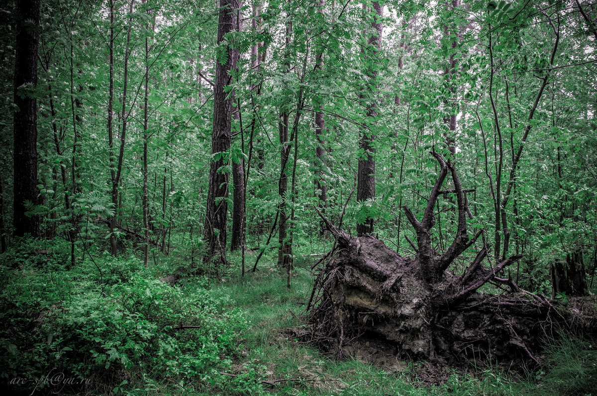 лес - Аркадий Алямовский