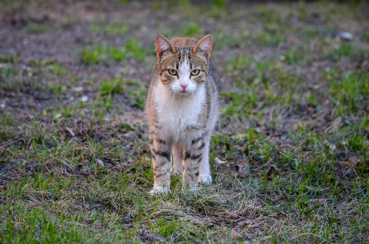 Кот - Анастасия Салимова