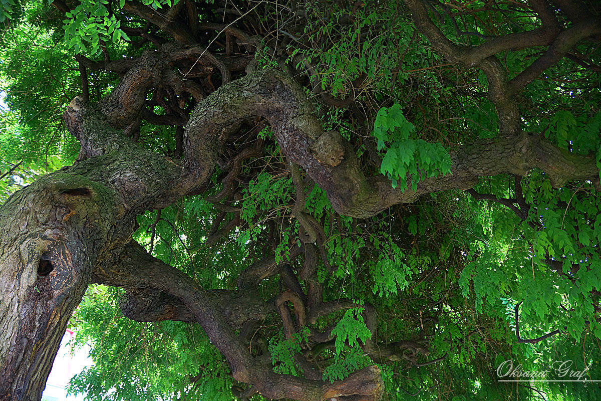 Дерево корнями наверх - Оксана Ветрова