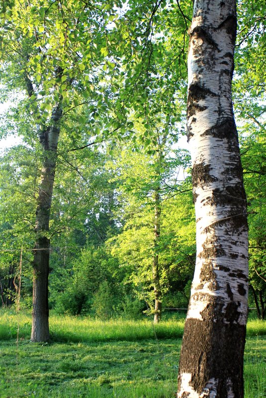 Forest - Юлия Золотаренко