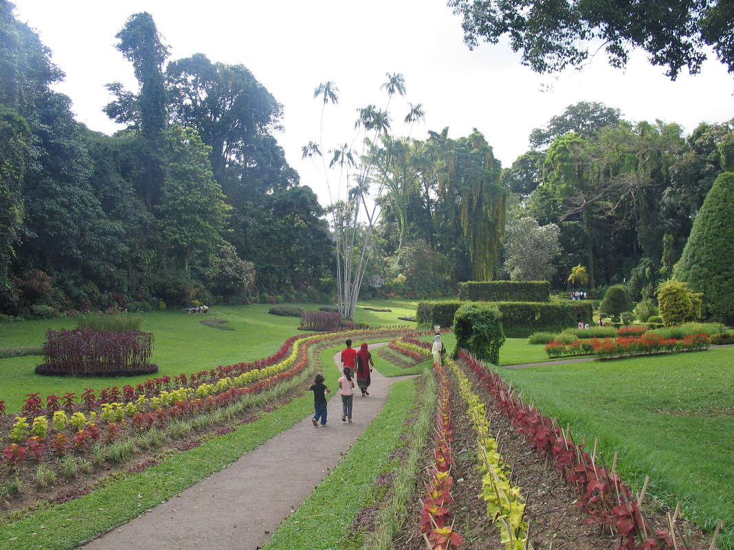 В ботаническом саду. Канди, Шри Ланка - svk *