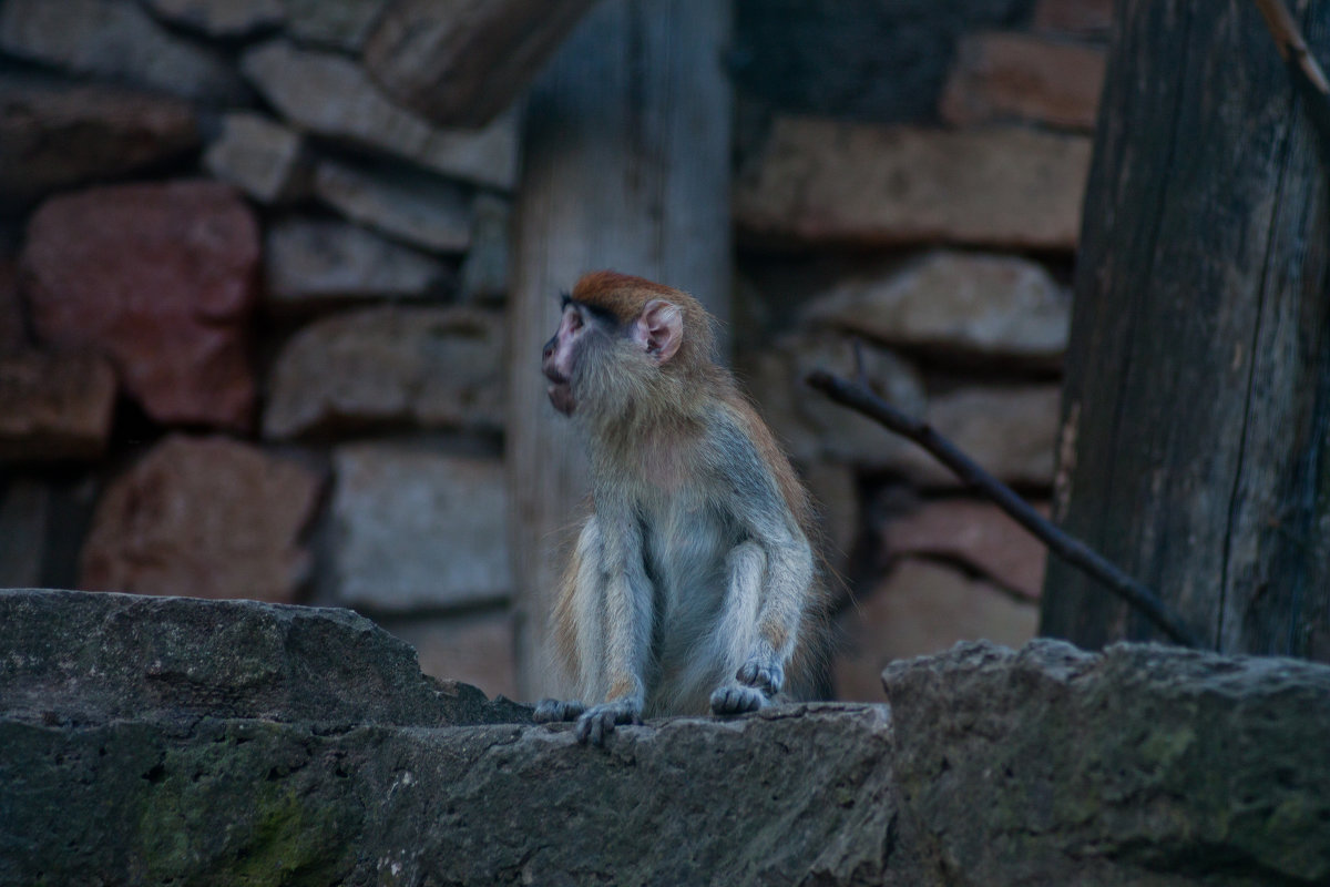 Zoo in Riga - WASS LV