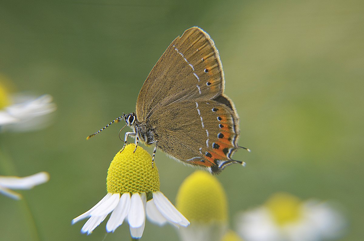 Summer Butterfly... - Вика К.