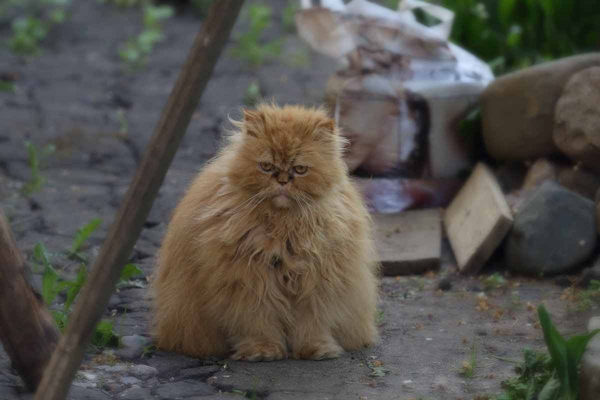 *** - Андрей Костров