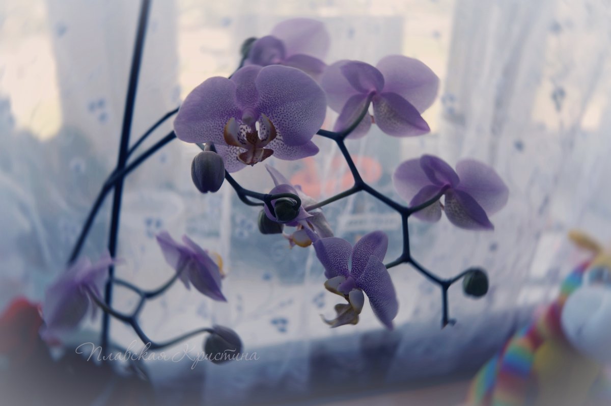 Орхидея - Кристина Щукина