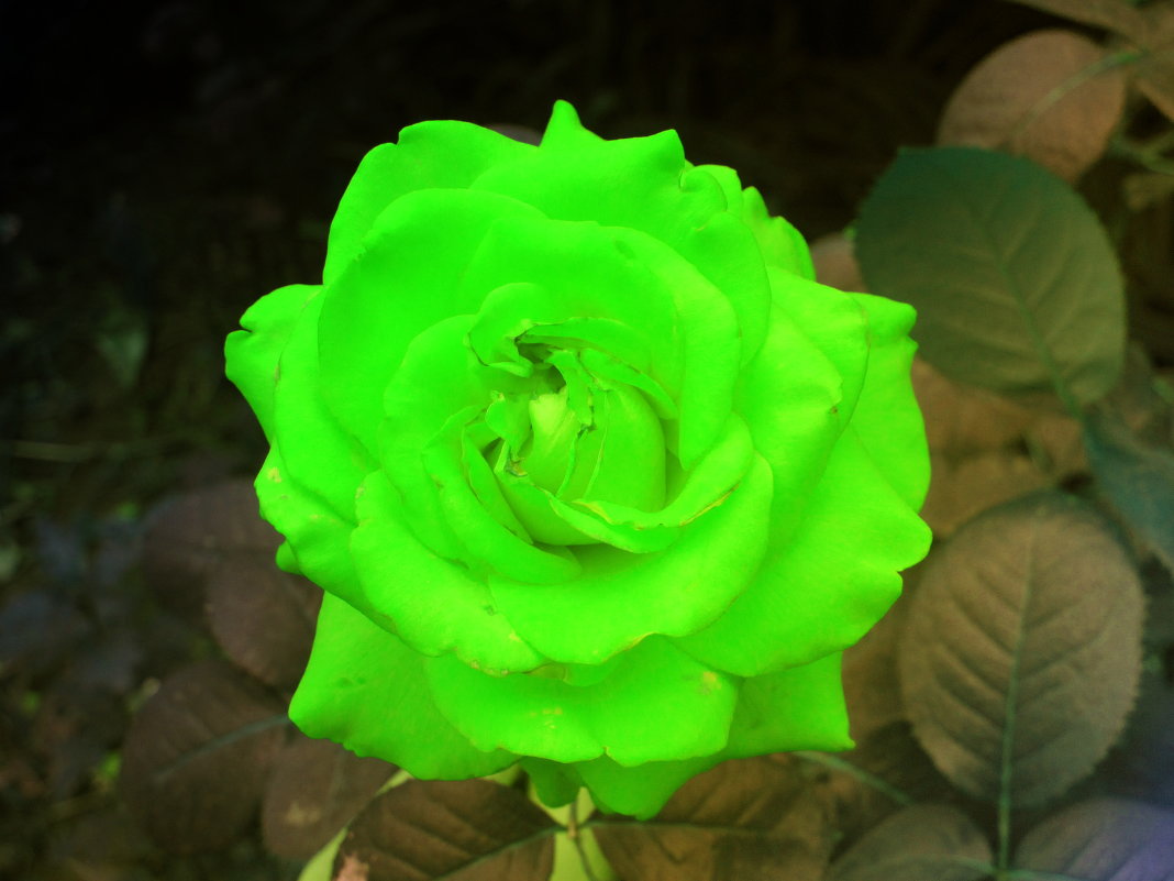 Зеленые розы - щедрость, изобилие и плодовитость. - Юрий Гайворонский