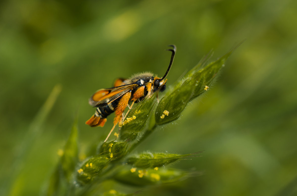 Pyropteron chrysidiforme - Лариса Н