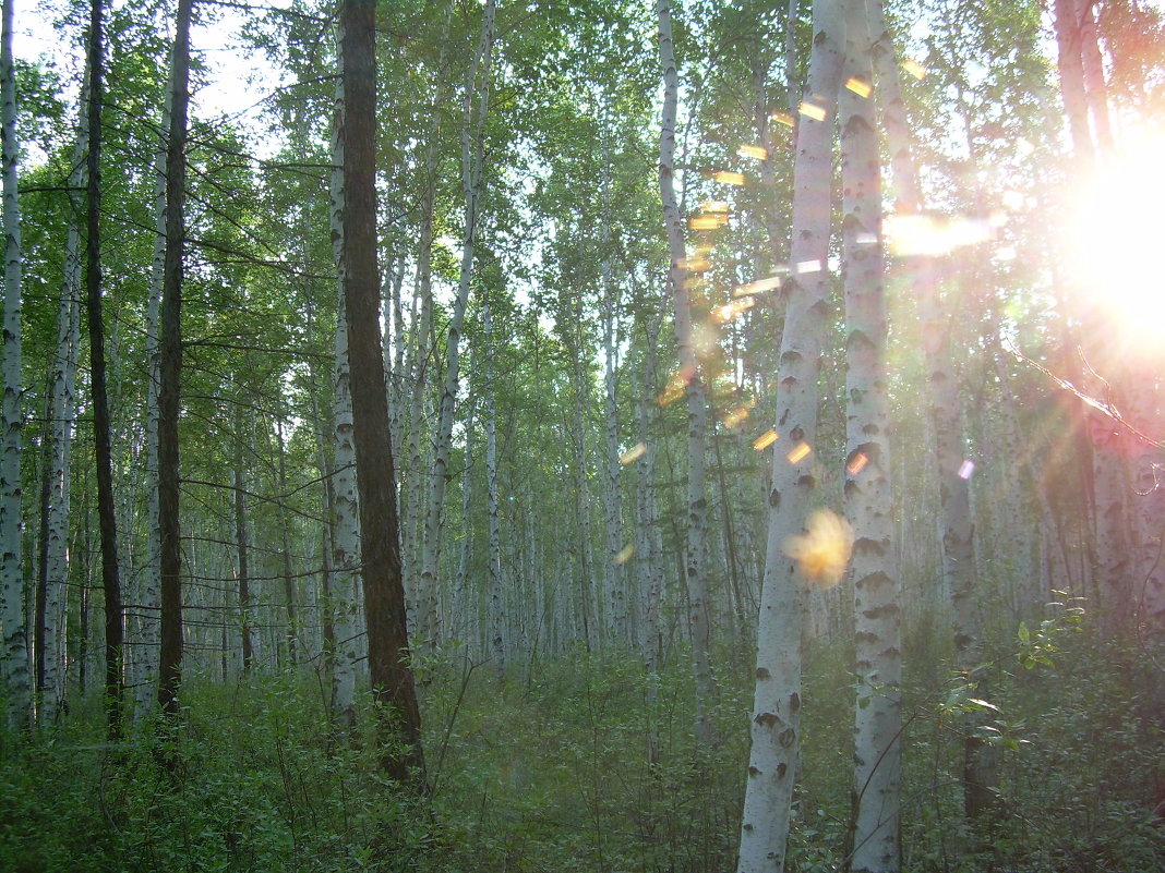 В лесу... - Петр Лазарчук