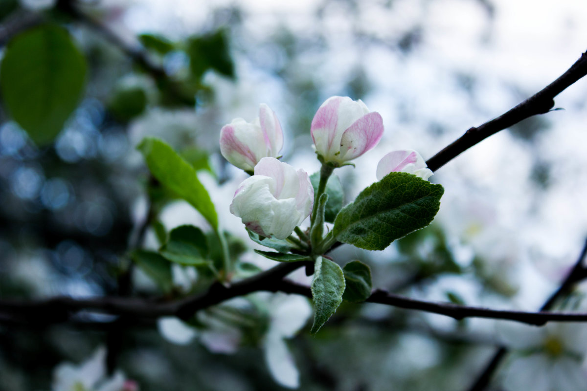 Яблоневый сад - Светлана Чуданова