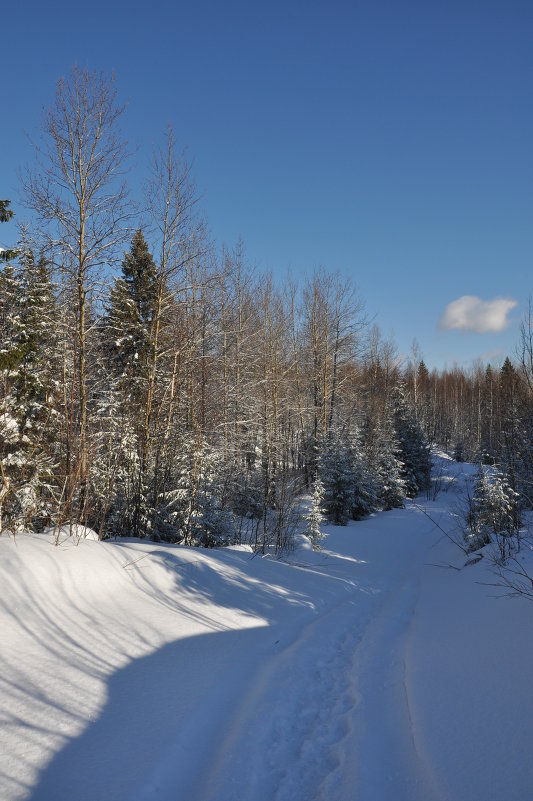 зимняя тропка через лес - Мансур Хаснутдинов