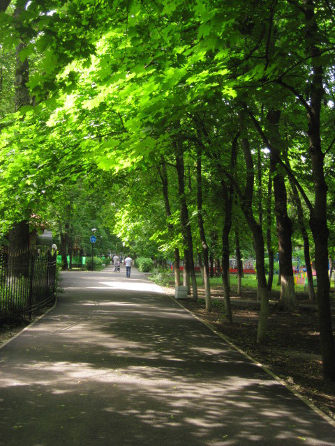 деревья в парке - Валентина Миленина