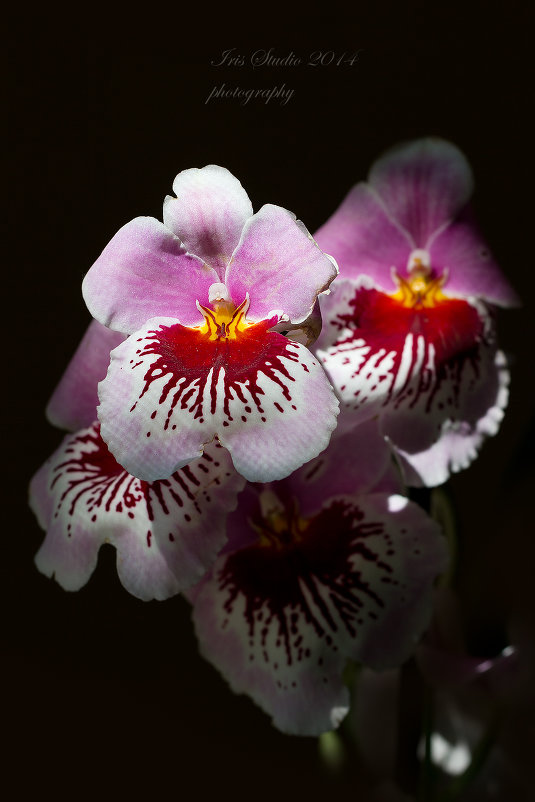 Orchideceae-Miltonia - Ирина Котенева