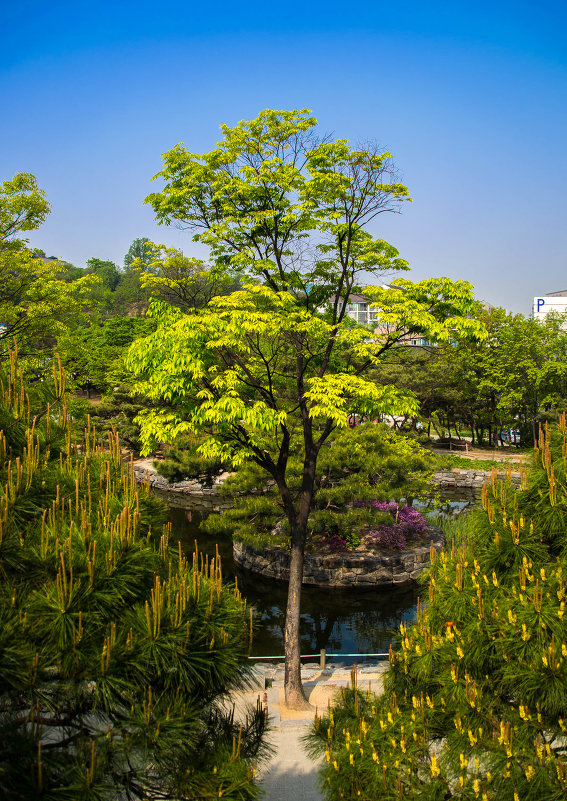 Сеул, подножье горы Намсан, традиционный корейский сад. - Вячес 