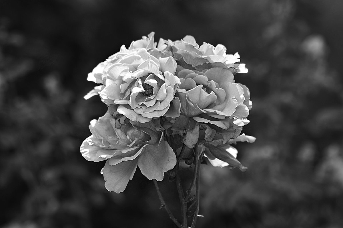 Садовые розы - alisa kuznechik