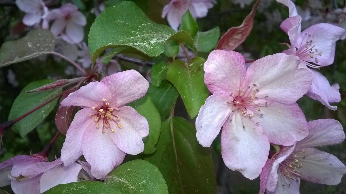 цветущие яблони - Denis 