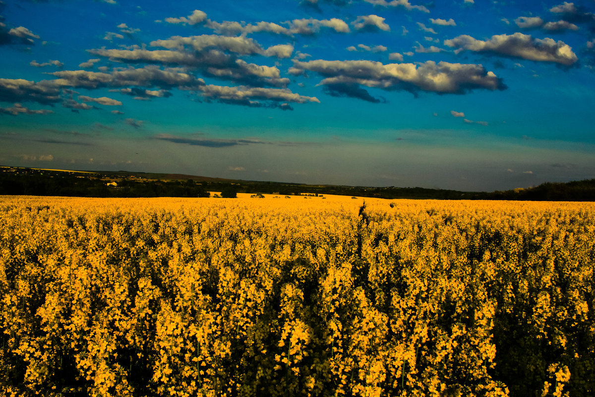 yellow field - krystyna 