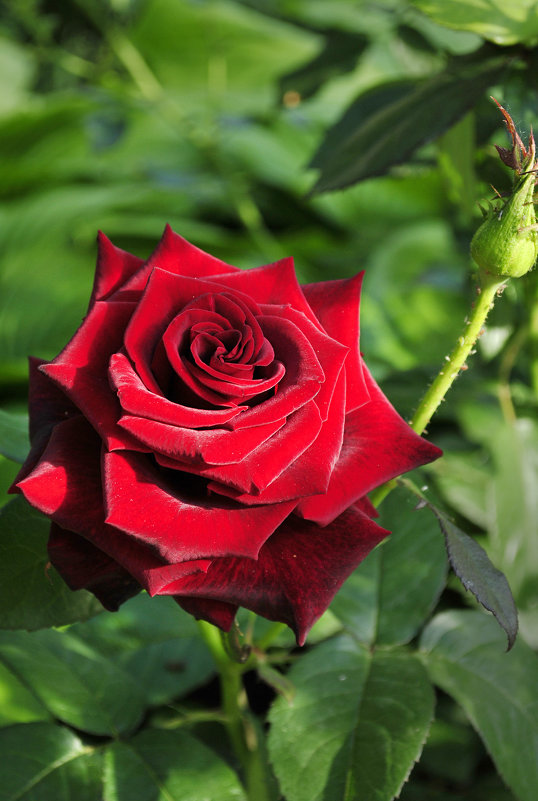 ... роза красная цвела, гордо и неторопливо... - Наталья Костенко