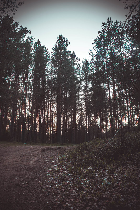 forest - Arina Kekshoeva