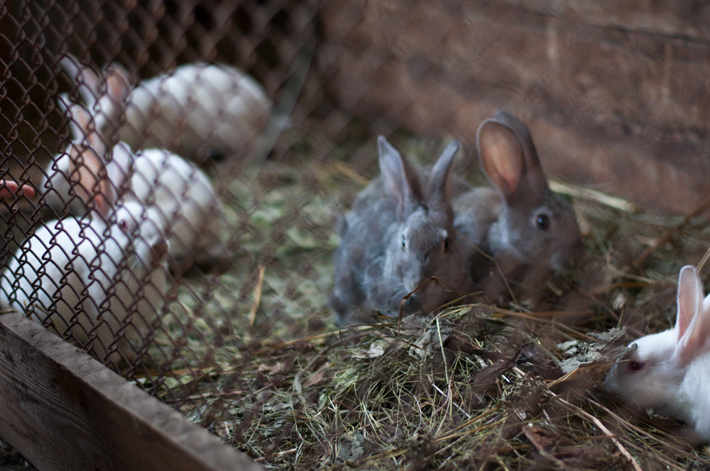Кролики - Мария Сидорова