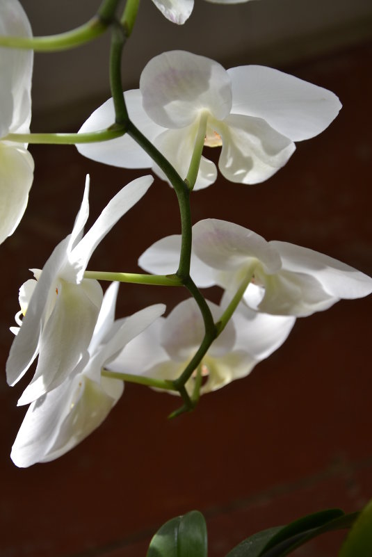 Орхидея - Виктор Никонов