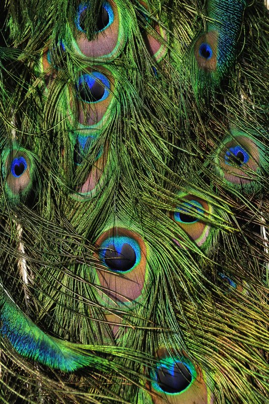 Peacock Feathers - galidob 
