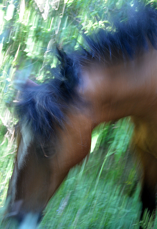 ...конь с синей гривой... - Ольга Нарышкова