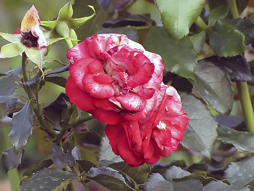 Planten un Blomen Rose,почвопокровная - Сергей Мягченков