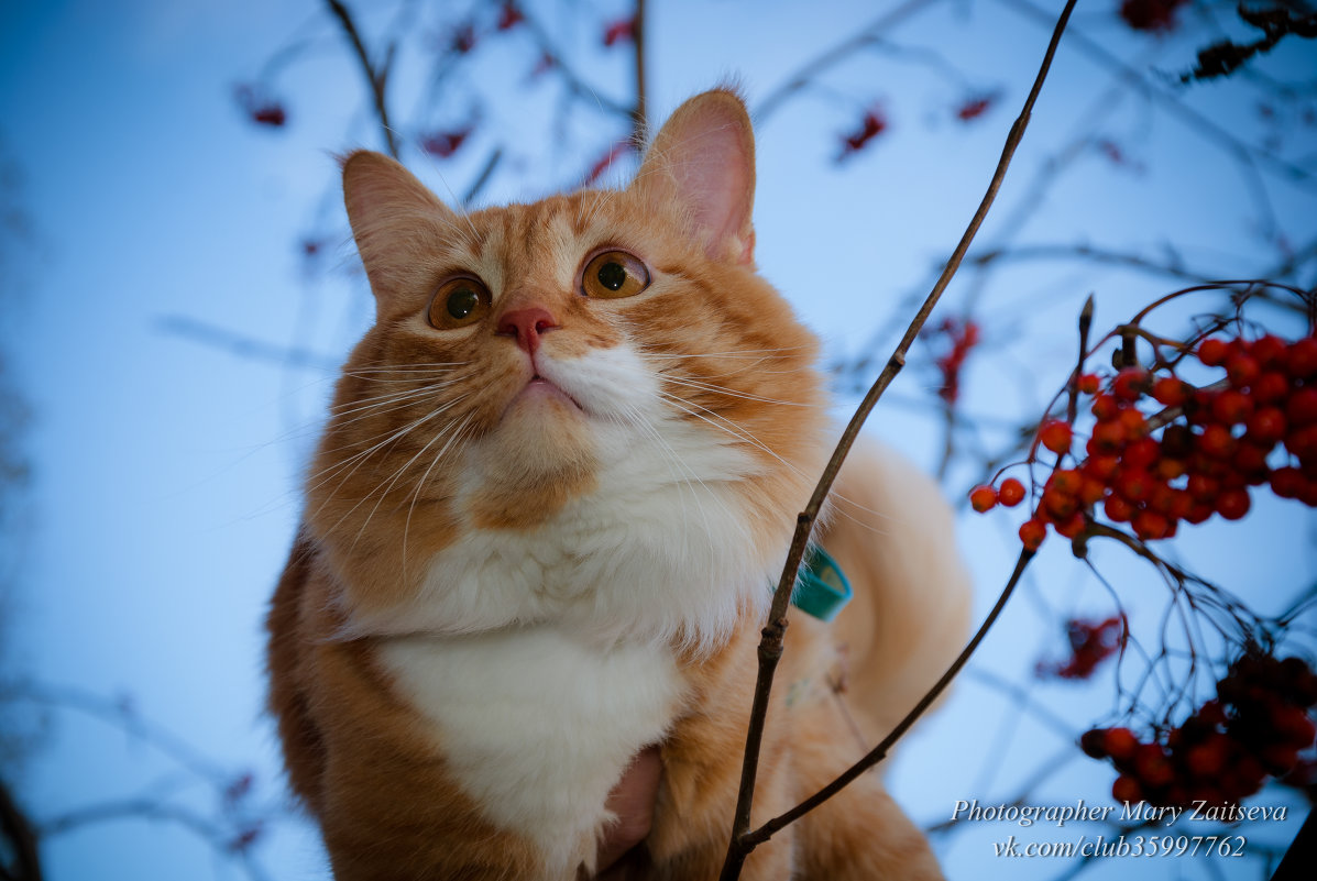 Рыжий кот - Мария Бизунова