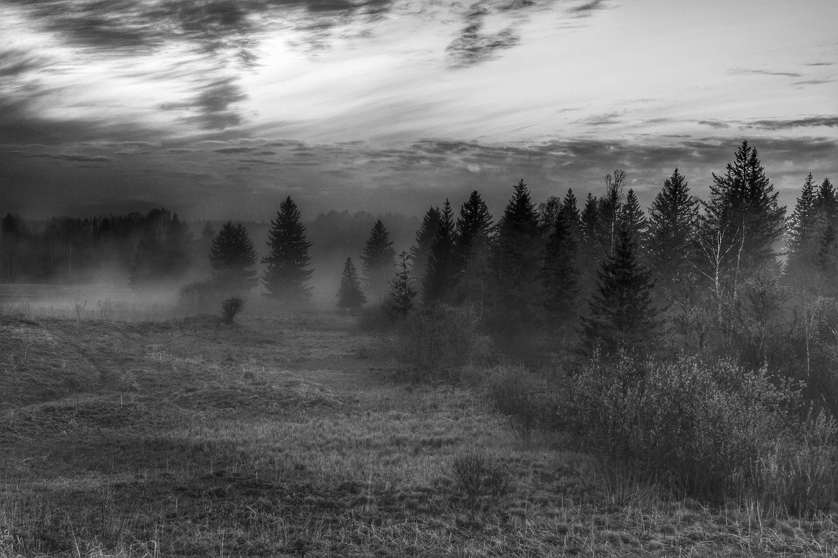 Туман в лесу. - Александр Ломов