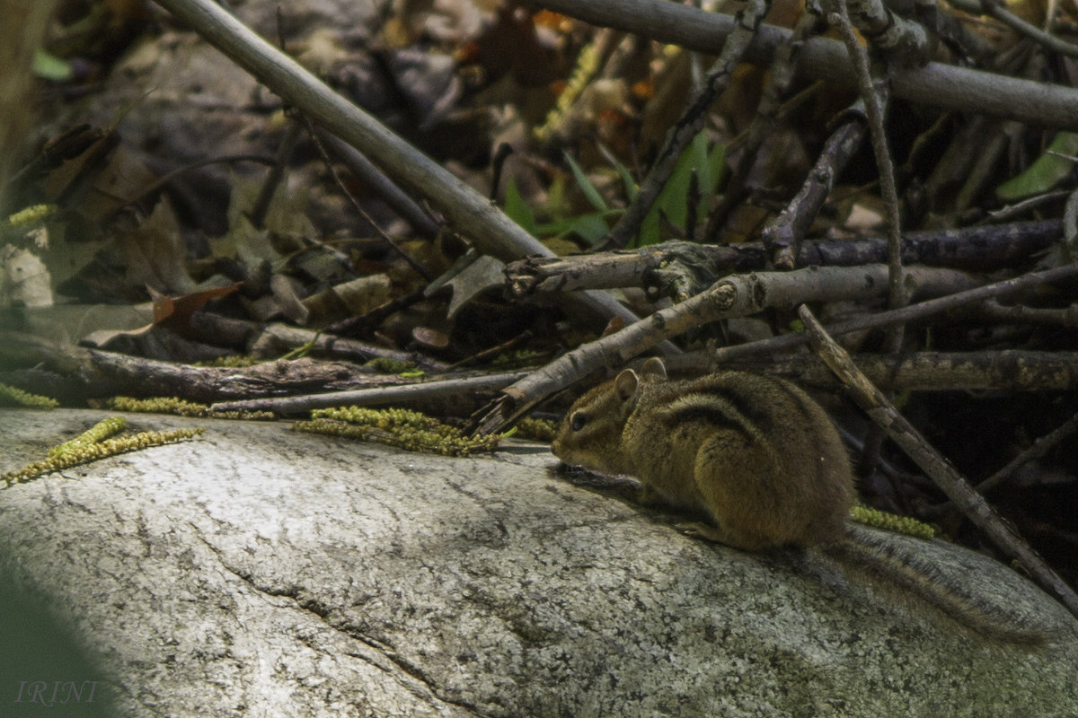 Chipmunk (бурундук) - Irini Pasi