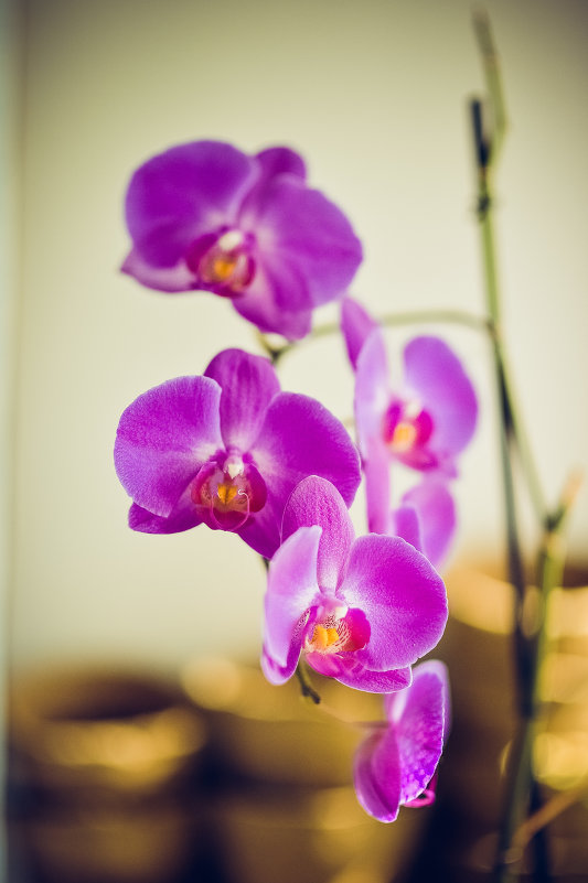Орхидлея - Масяня Солнышкина
