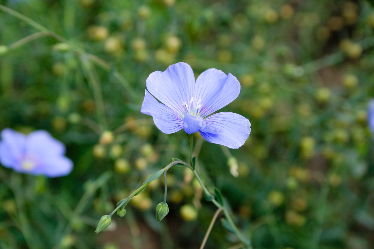 Синий цветочек - Sergey Savchenko