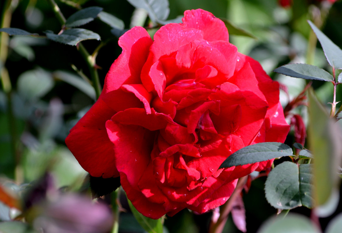 Любовь, как роза, красная,цветёт в моем саду... - ОЛЬГА КОСТИНА