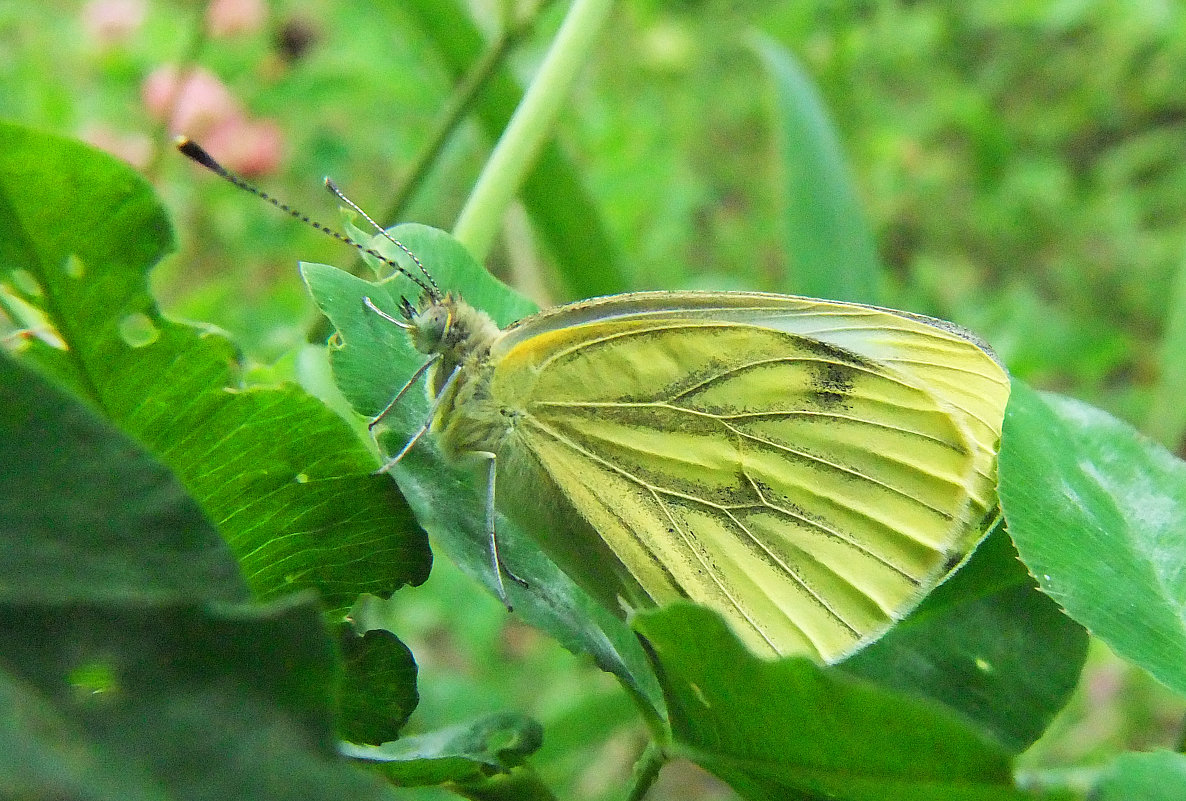 Бабочка Брюквеница  (Pieris napi L. ) - Генрих Сидоренко