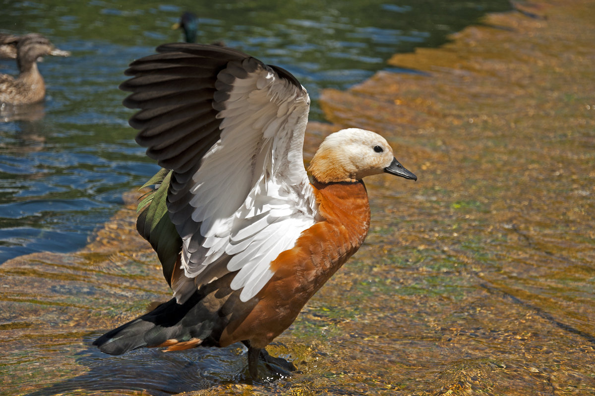 The Duck - Roman Ilnytskyi