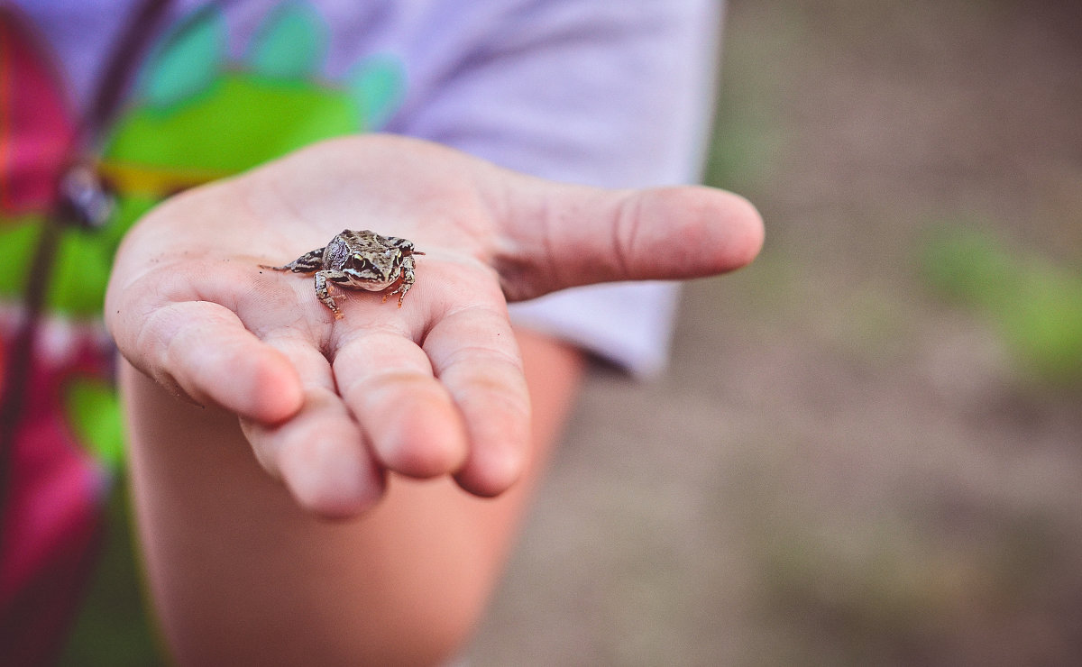 Маленькая жабка в маленькой руке) - Ксения Базарова
