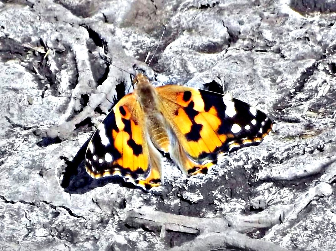 бабочка - Татьяна Королёва