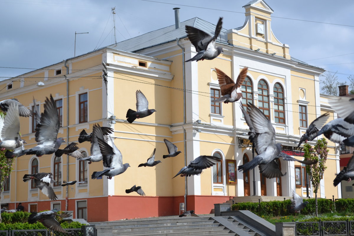 голуби на главной площади в Черновцах - Ксения Волкова