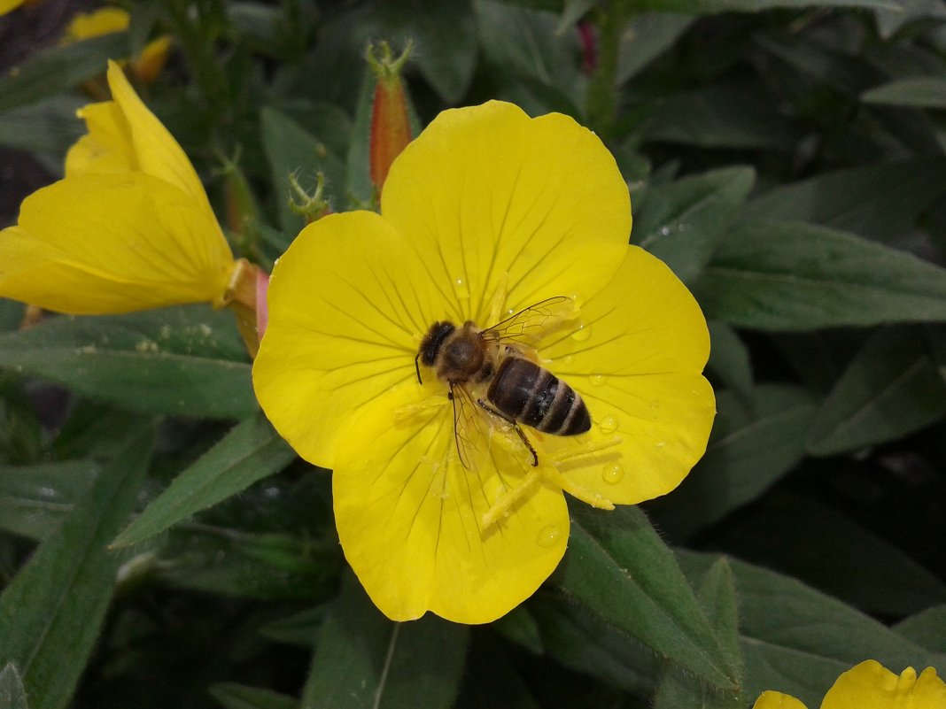 пчелка на цветке - Юлия Закопайло