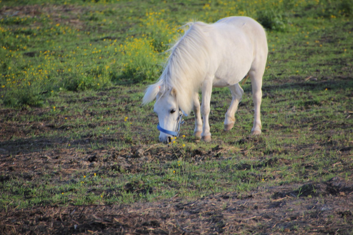 Белый пони - Aнна Зарубина