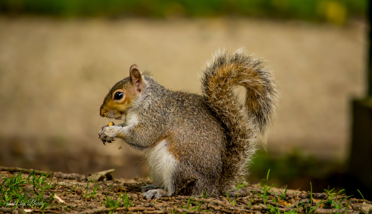 Squirrel - Борис Б