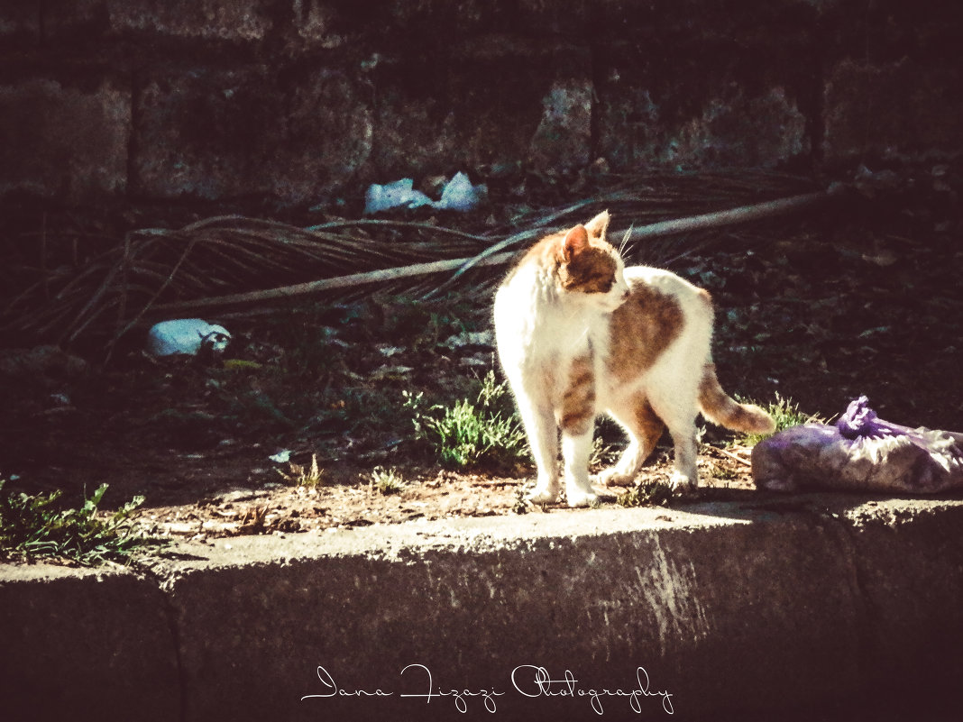 Нелегкая кошачья жизнь - Yana Fizazi