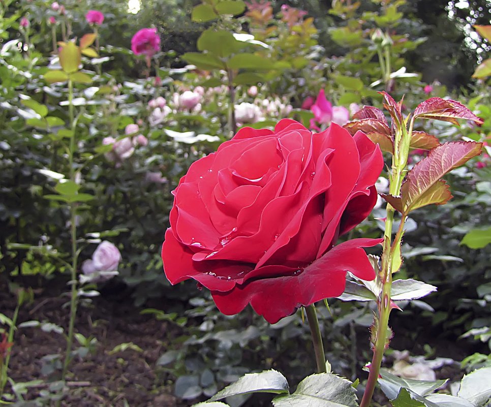 Faithful Rose,флорибунда - Сергей Мягченков