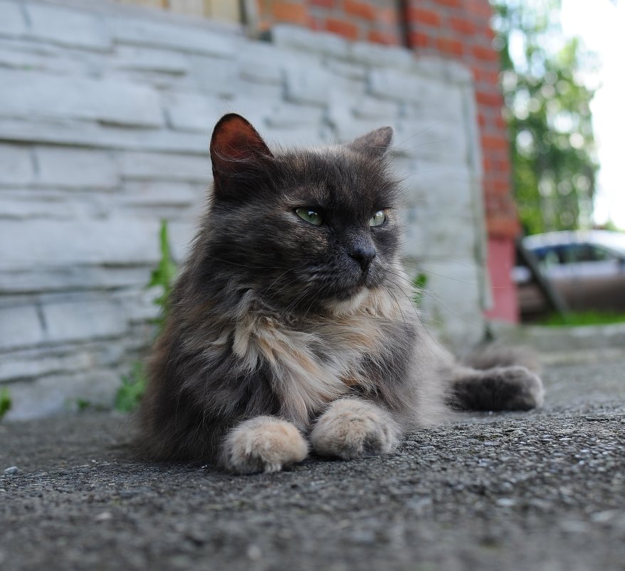 Фотокот - Александр Телегин