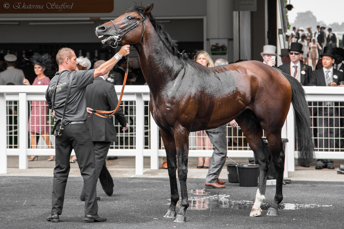 Royal Ascot 2014_2 - Ekaterina Stafford