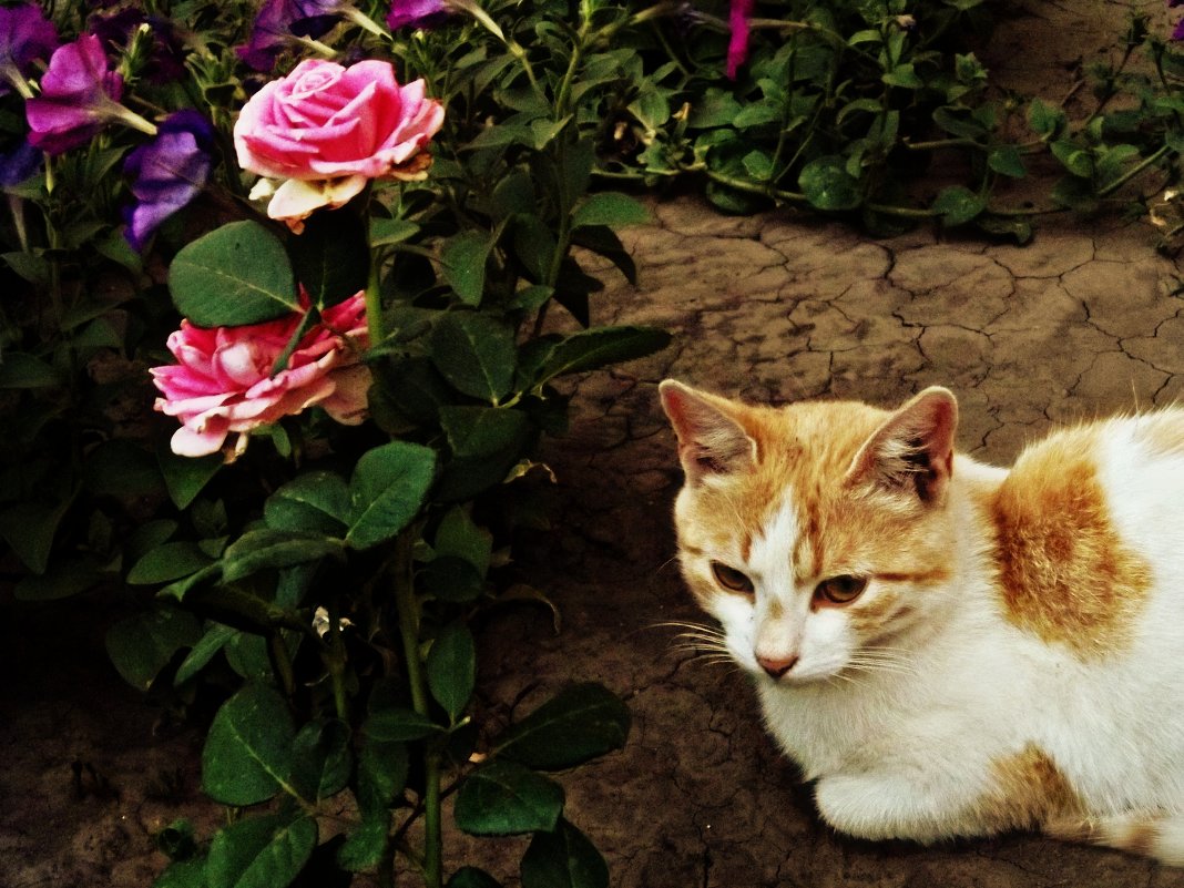 кот возле роз - Татьяна Королёва