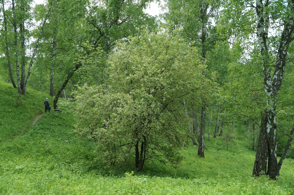 В томском лесо-парке - Галина Кан